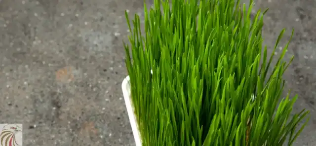 دراسة جدوى مشروع استنبات الشعير 
