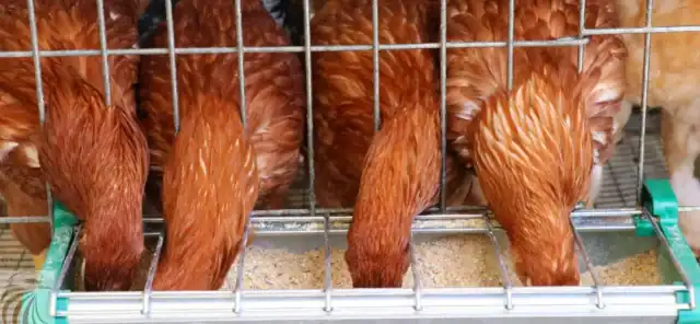 دراسة جدوى مزرعة دجاج بياض 