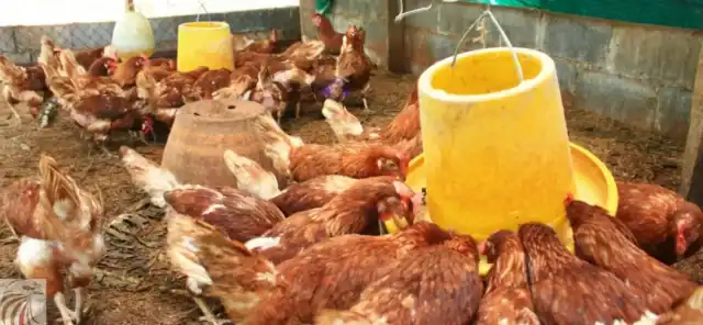 دراسة جدوى مزرعة دجاج بياض 